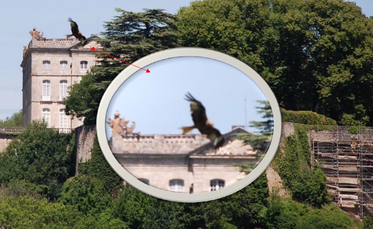 Milan royal a perçu en vol autour du Château de Grancey-le-Château-Neuvelle, le 4 juillet 2020.